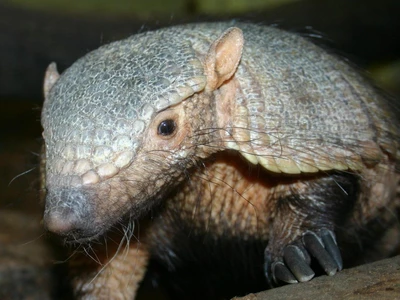 Gdański Ogród Zoologiczny