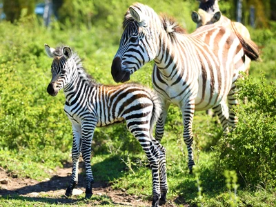 Zoo Leśne Zacisze w Lisowie