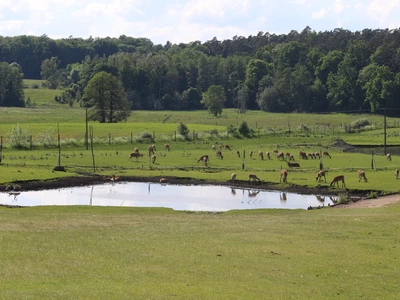 Park Dzikich Zwierząt w Kadzidłowie