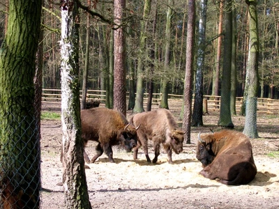 muzeum-lesnictwa-osrodka-kultury-lesnej-w-goluchowie---pokazowa-zagroda-zwierzat---muzeum-lesnictwa-osrodka-kultury-lesnej-w-goluchowie---powozownia