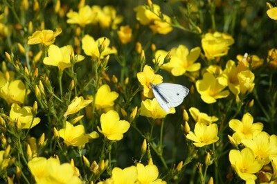 Agenda - Demonstration fields of traditional cultivated plants