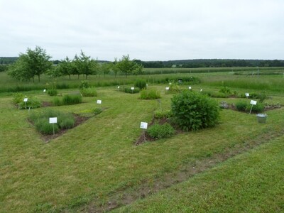 Agenda - Herb garden