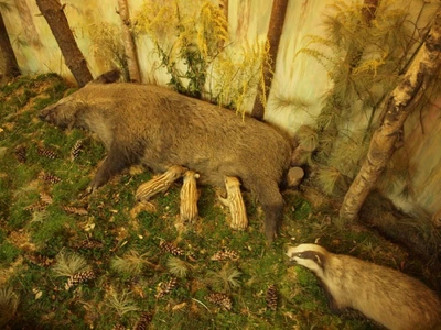 Środowiska zwierząt łownych