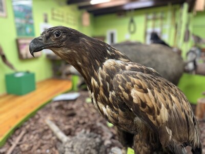 Agenda - Flora i Fauna Borów Tucholskich