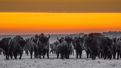 Agenda - Żubr – wystawa fotografii Jarosława Jakóbczaka