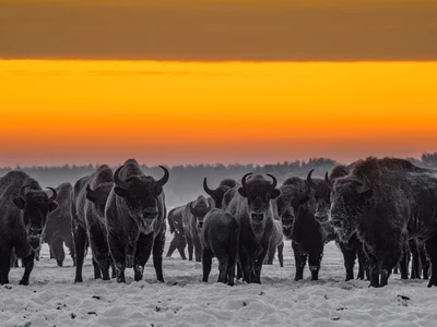 zubr--wystawa-fotografii-jaroslawa-jakobczaka