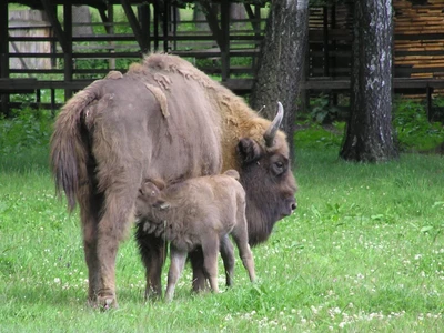 rezerwat-pokazowy-zubrow---bialowieski-park-narodowy