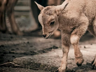 Mini ZOO - park Kazimierz - Centrum Edukacji Ekologicznej - Egzotarium