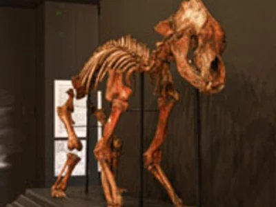 Megafauna plejstoceńska