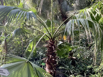 Pavilion II and III – vegetation of the mediterranean climate