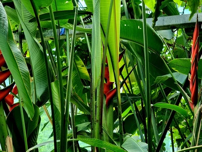 Pavilion VII – aquatic plants