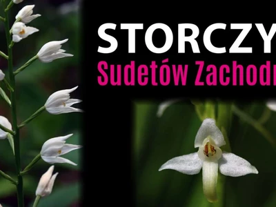 storczyki-sudetow-zachodnich